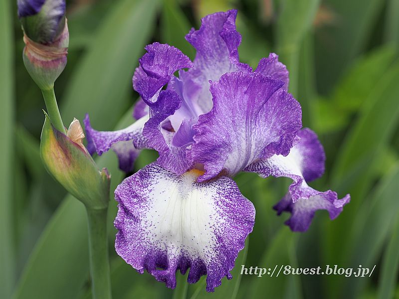 ジャーマンアイリス2