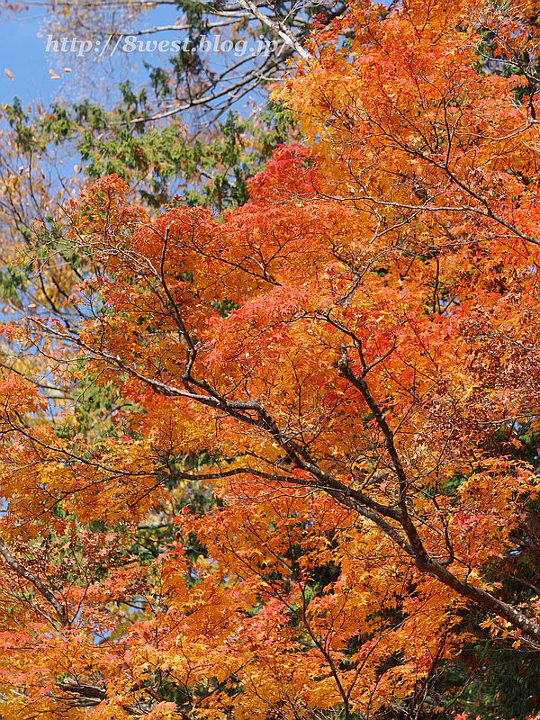 モミジ9