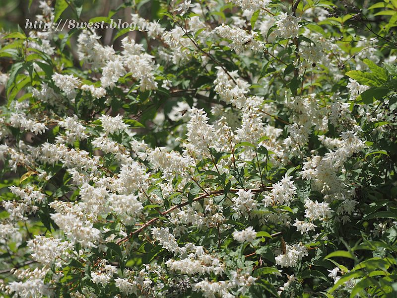 ウツギ2