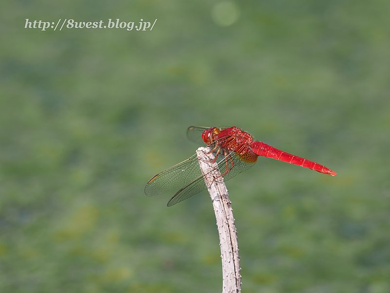 ショウジョウトンボ1