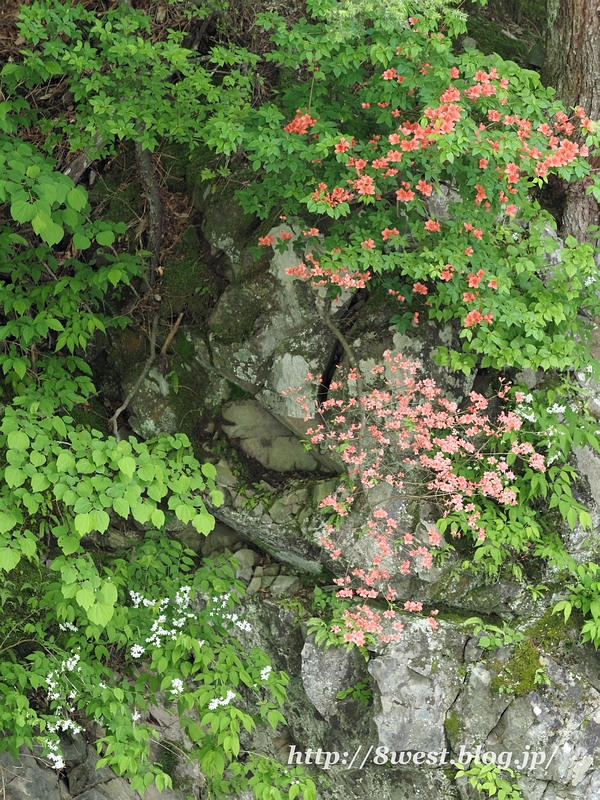 ヤマツツジ2