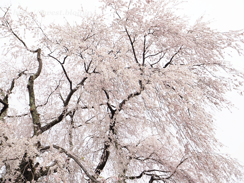 祖霊桜06