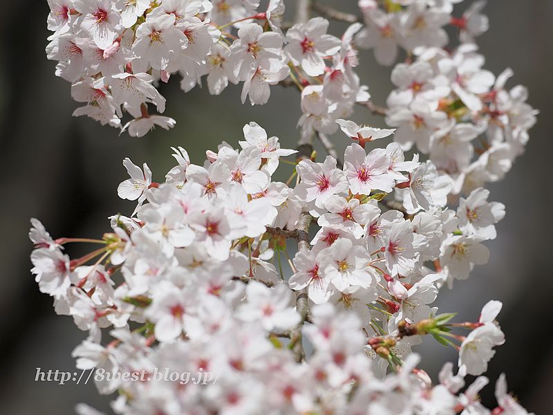 桜3