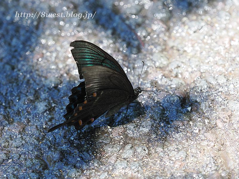 ミヤマカラスアゲハ2