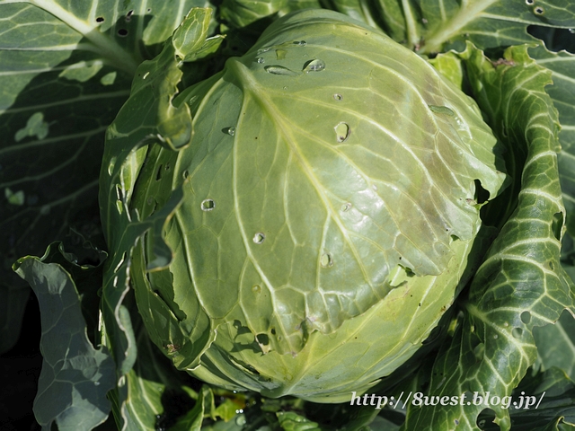 キャベツ