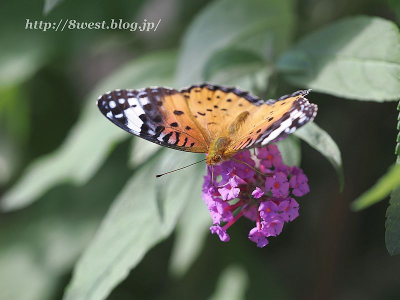 ツマグロヒョウモン4