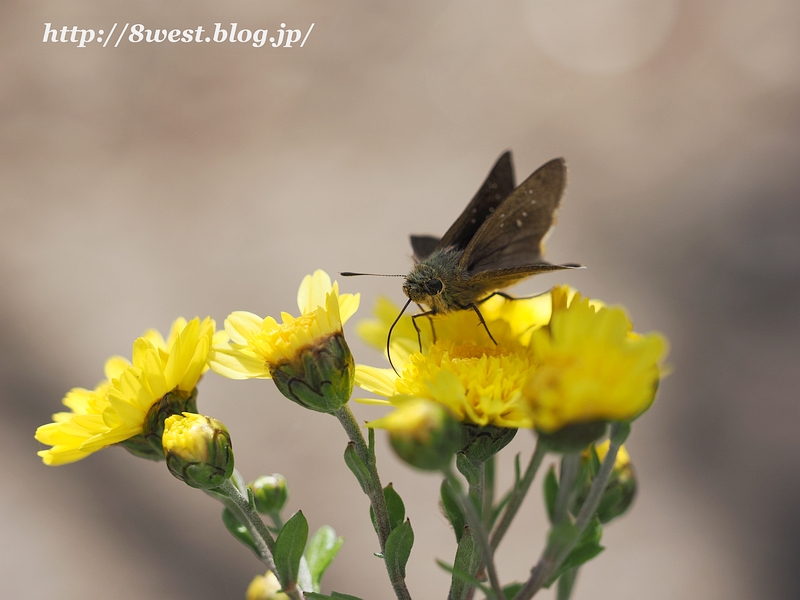 チャバネセセリ4