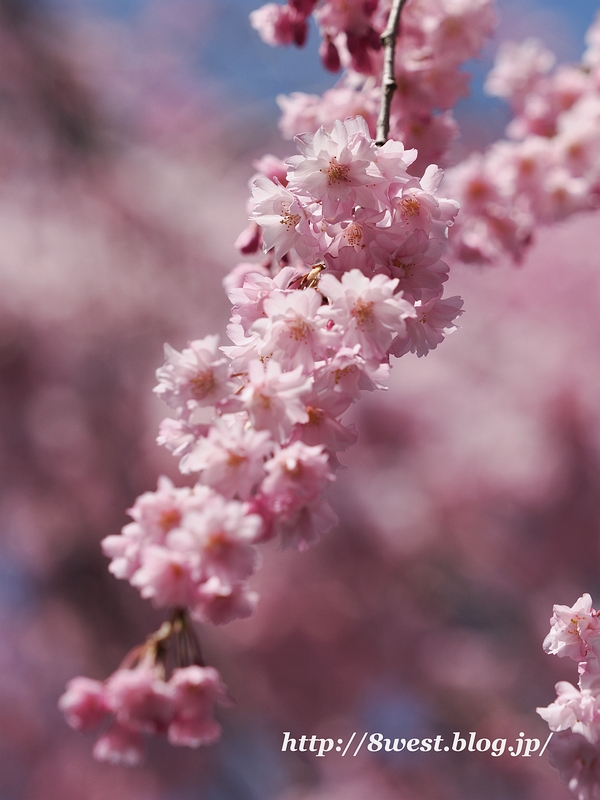 八重紅しだれ桜5