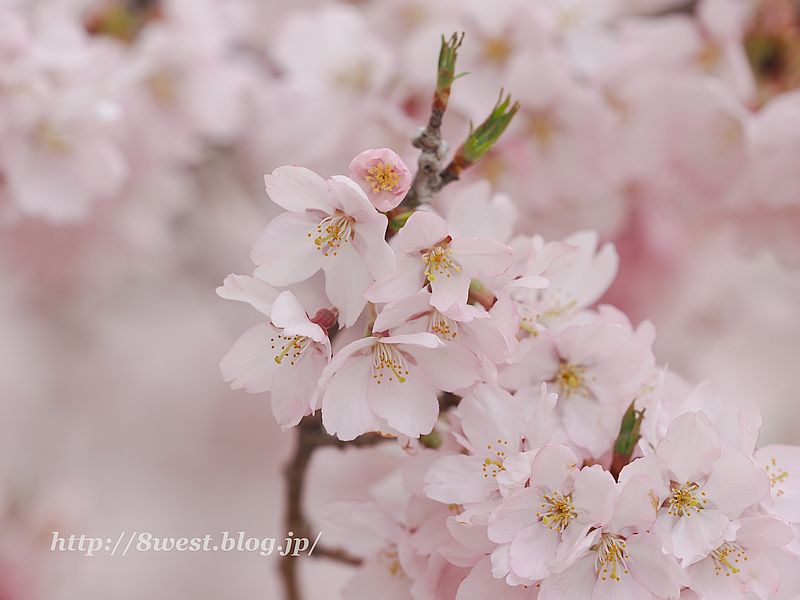 高遠小彼岸桜12
