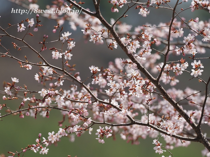 オオヤマザクラ1