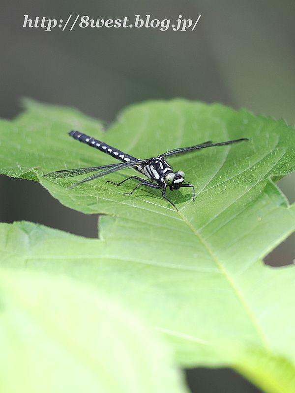 ダビドサナエ3T