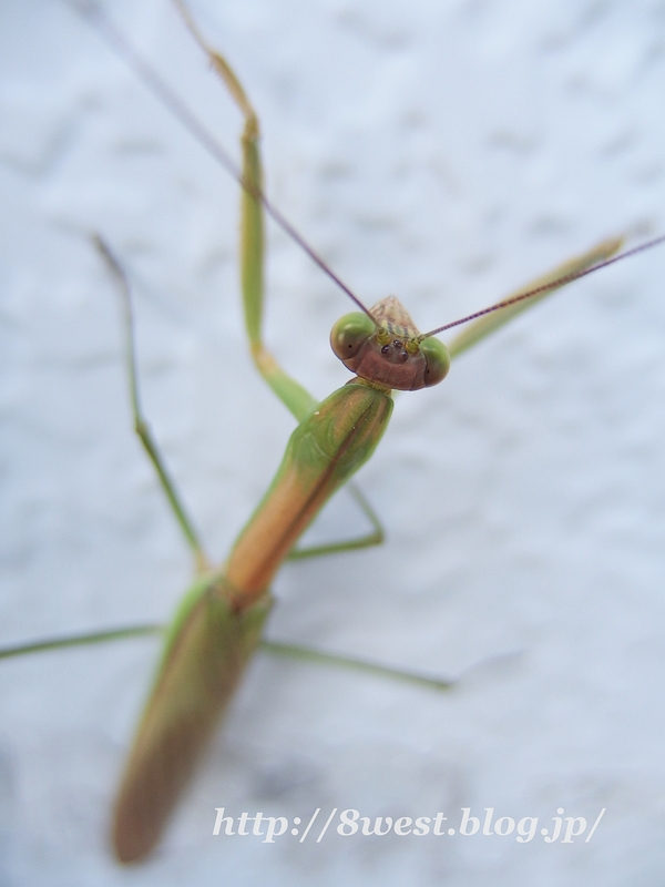カマキリ