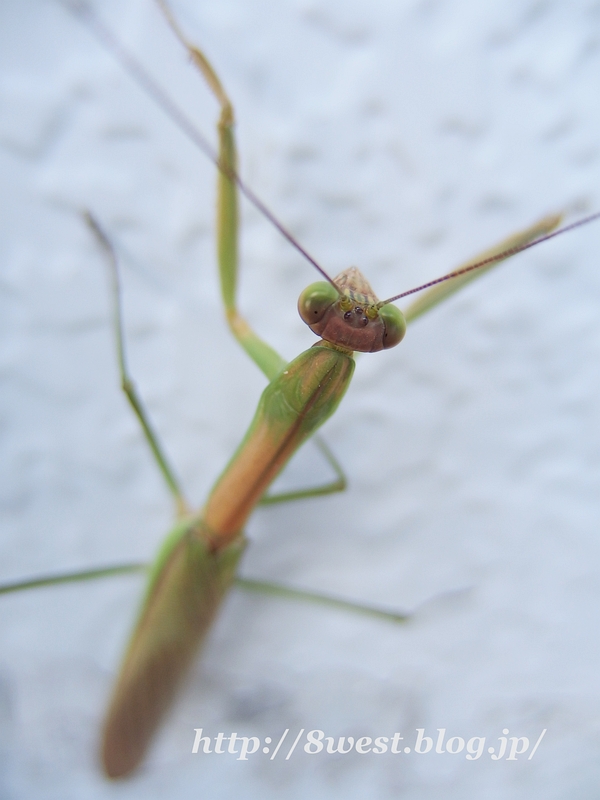 カマキリ