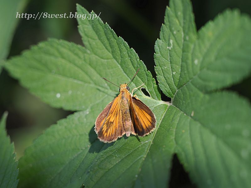 スジグロチャバネセセリ1