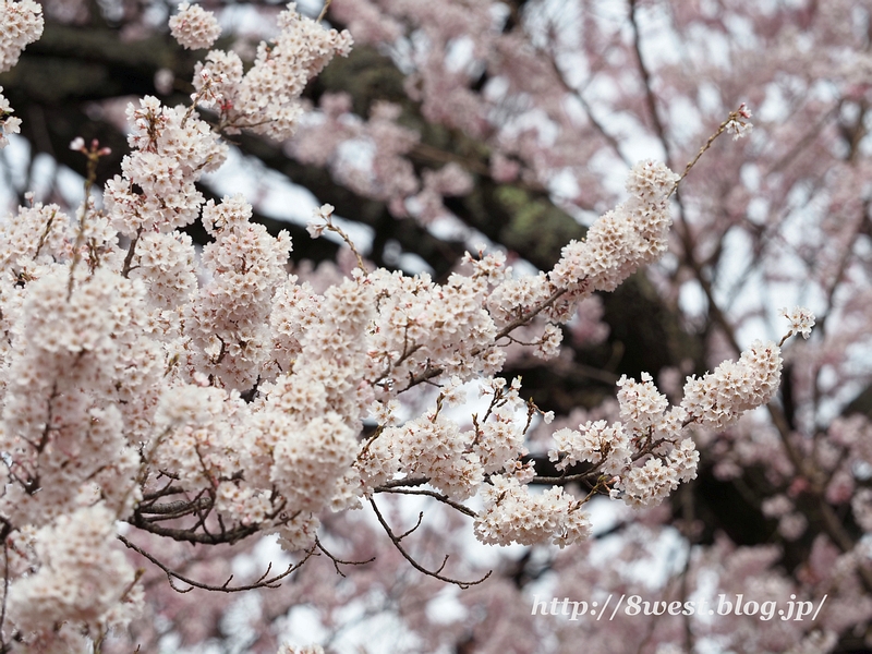 神代桜36