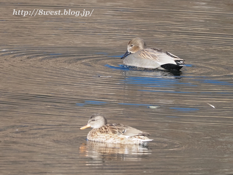 オカヨシガモ13