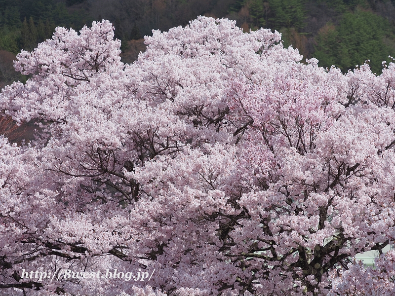 高遠小彼岸桜01