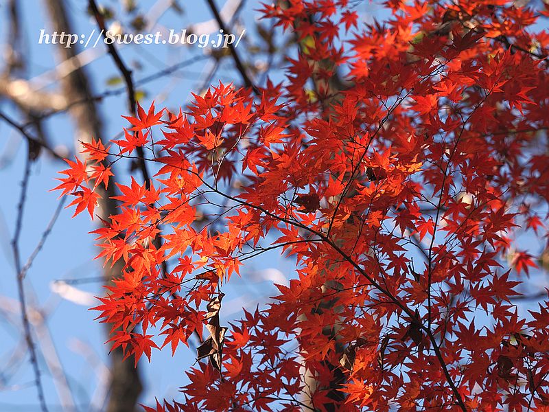 モミジ7