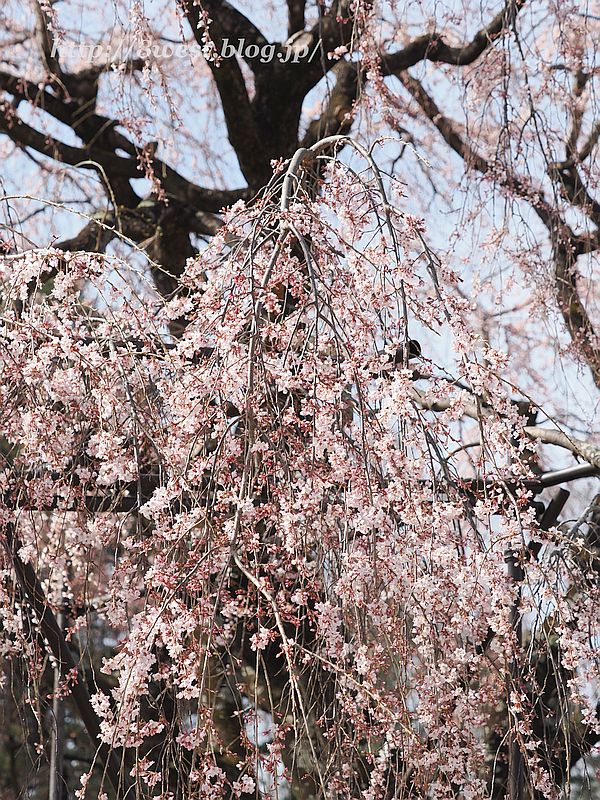 身延の枝垂れ桜6