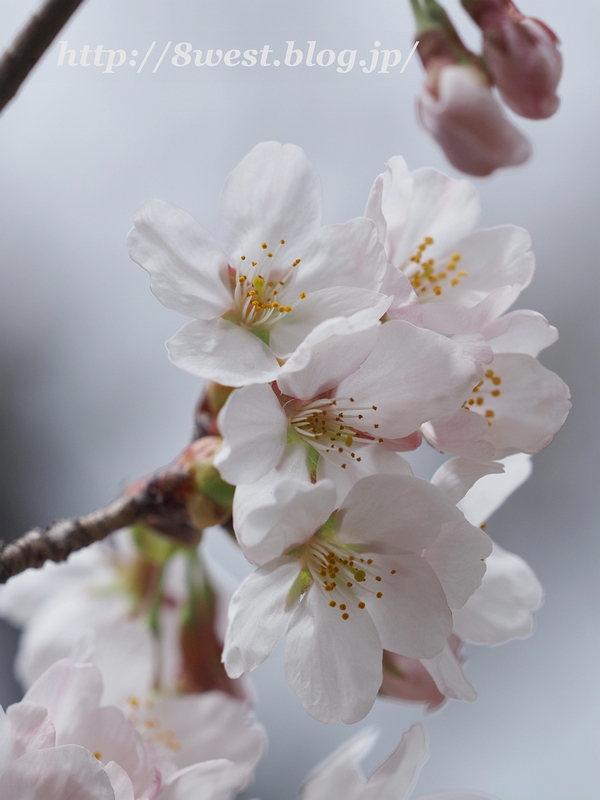 桜21