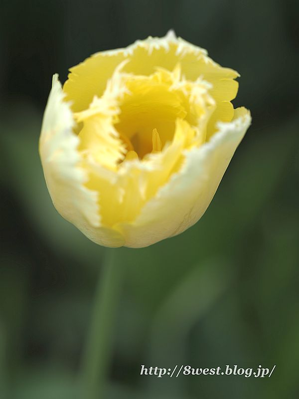 チューリップ