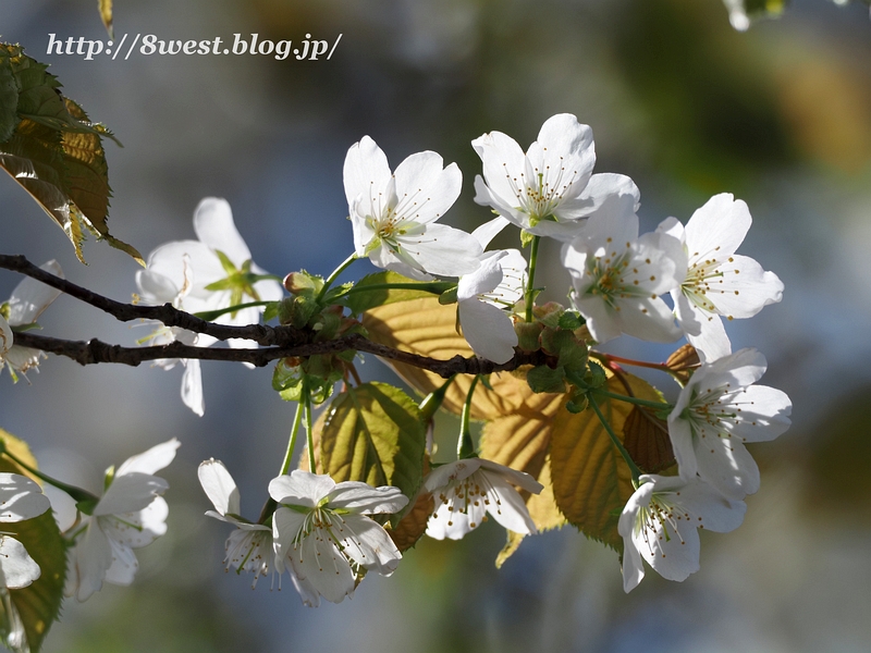 霞桜10