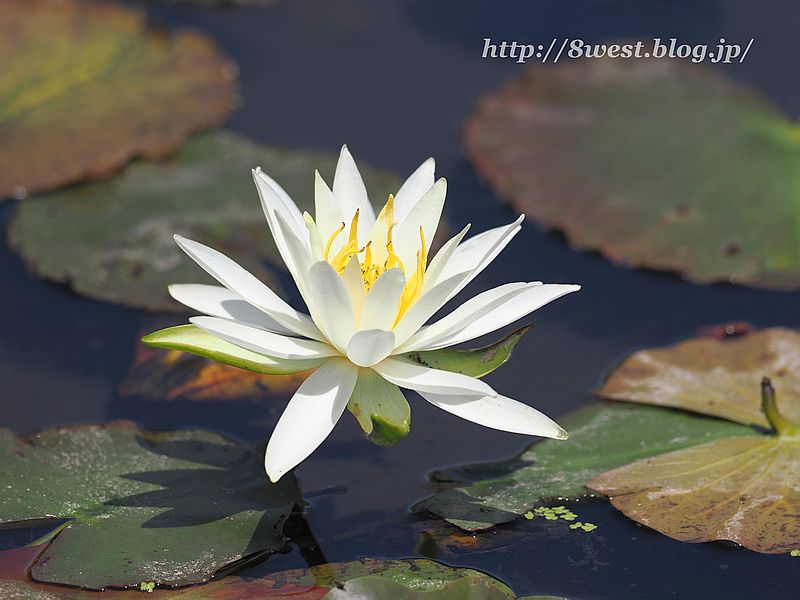睡蓮10