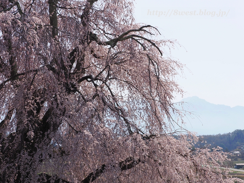 祖霊桜23