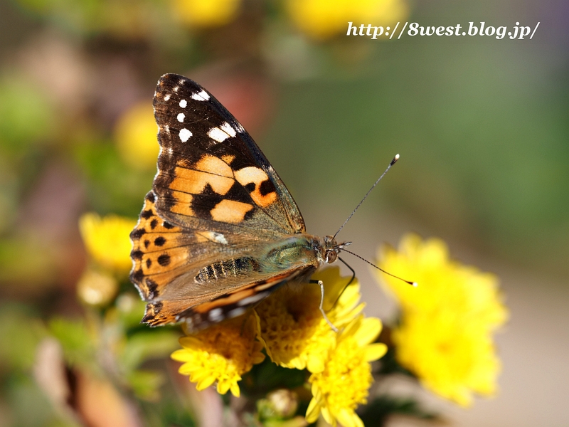 ヒメアカタテハ1