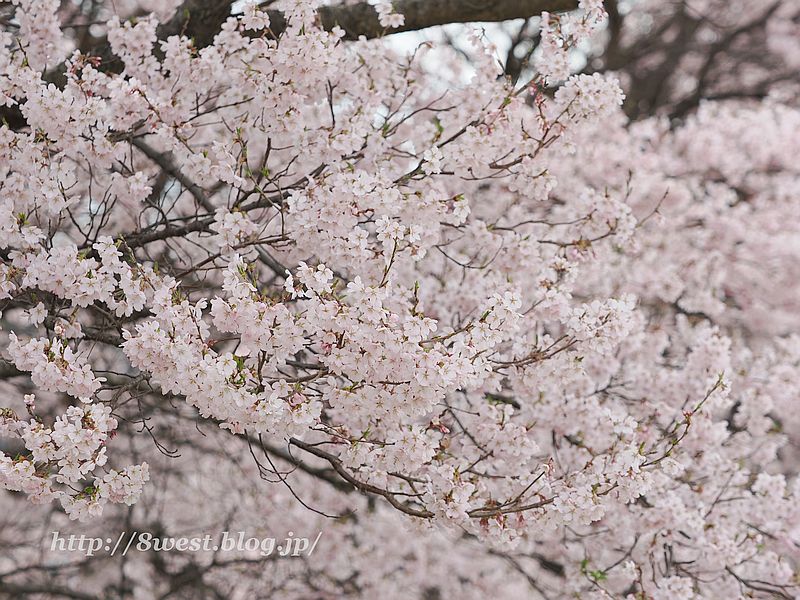 高遠小彼岸桜16