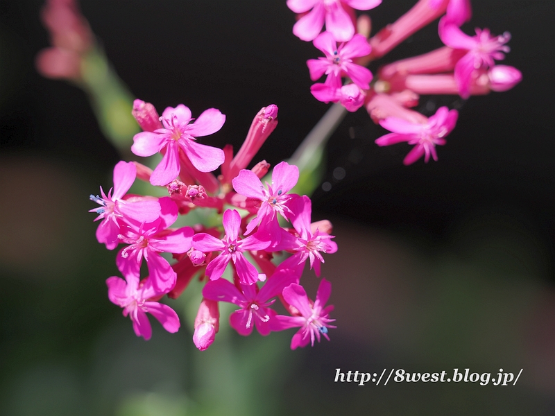 ムシトリナデシコ