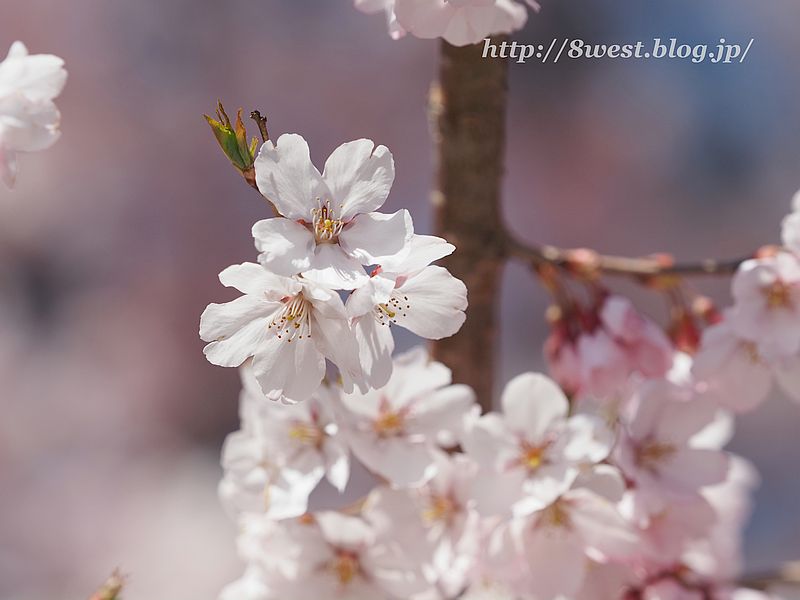 桜18