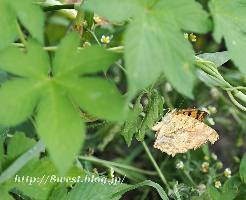 キタテハ1