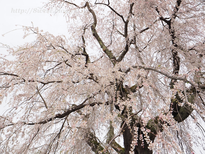 祖霊桜05