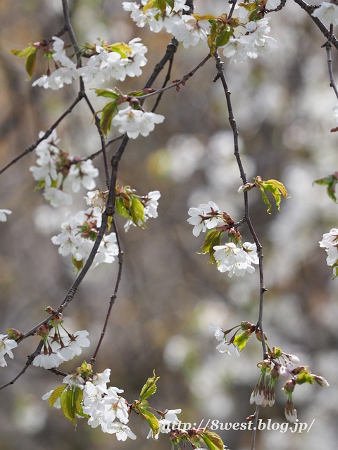 霞桜08