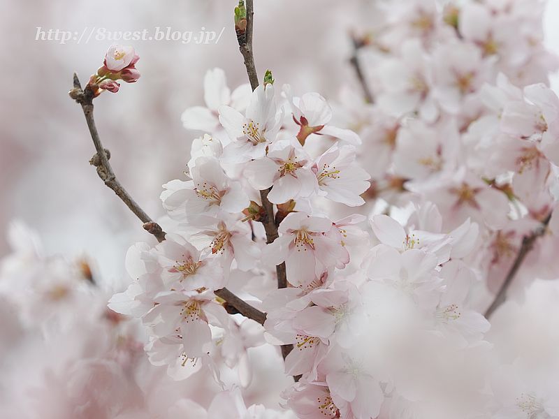 高遠小彼岸桜06