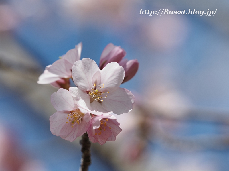 富士見の桜04