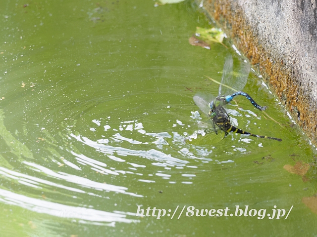 クロスジギンヤンマとオニヤンマ