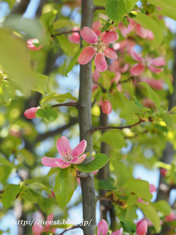 花梨2