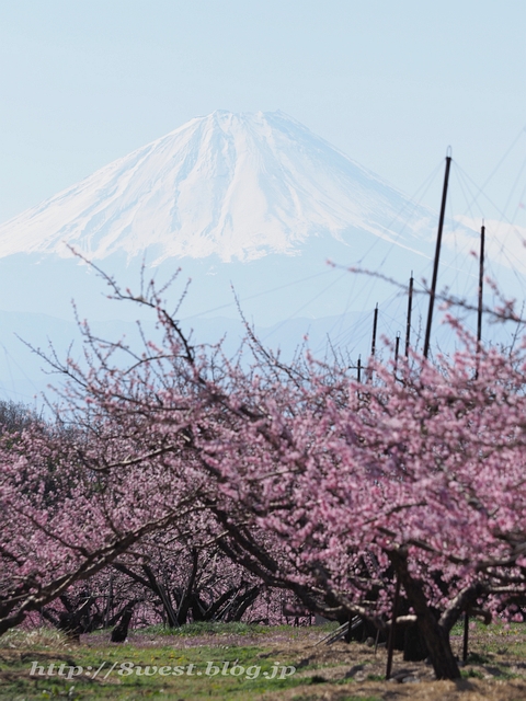 桃と富士山02