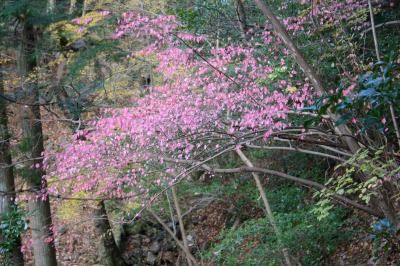 和泉葛城山 102