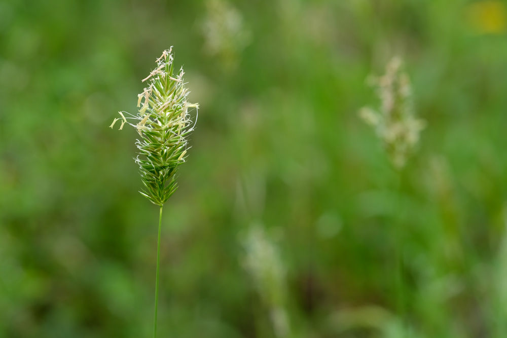 ハルガヤ Anthoxanthum Odoratum L Familiar Flower In Sanda City Hyougo 三田市周辺の身近な花 ハルガヤ Anthoxanthum Odoratum L Familiar Flower In Sanda City Hyougo 三田市周辺の身近な花