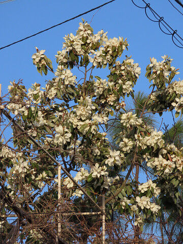 常緑のもくれん科ミヤマガンショウ 深山含笑 淳の日常 常緑のもくれん科ミヤマガンショウ 深山含笑 淳の日常