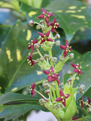 ほうれん草収穫 淳の日常