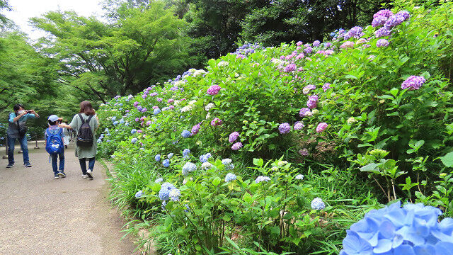 神戸森林植物園のアジサイ 淳の日常 神戸森林植物園のアジサイ 淳の日常
