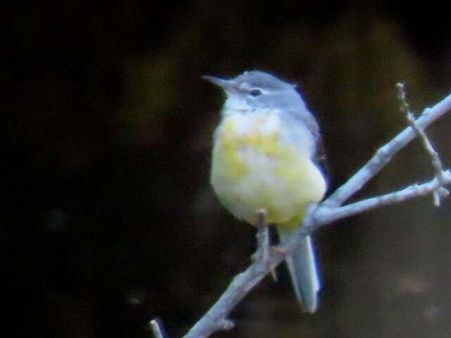サクラの蕾 淳の日常