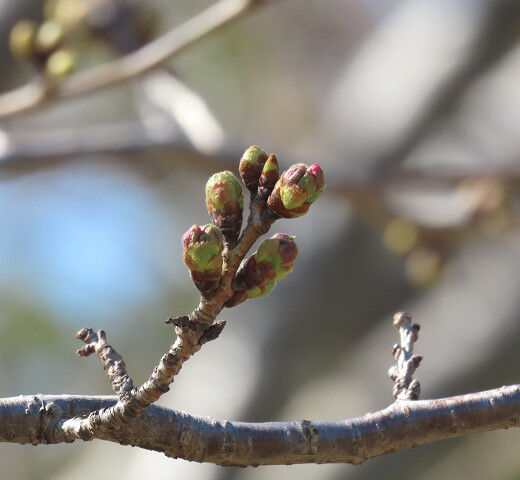 サクラの蕾 淳の日常