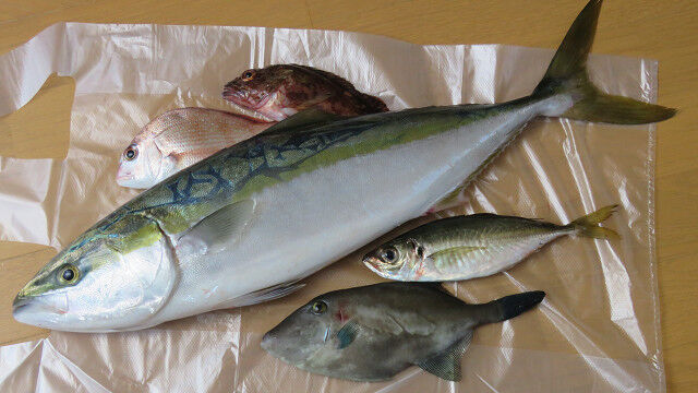 メジロ料理 淳の日常