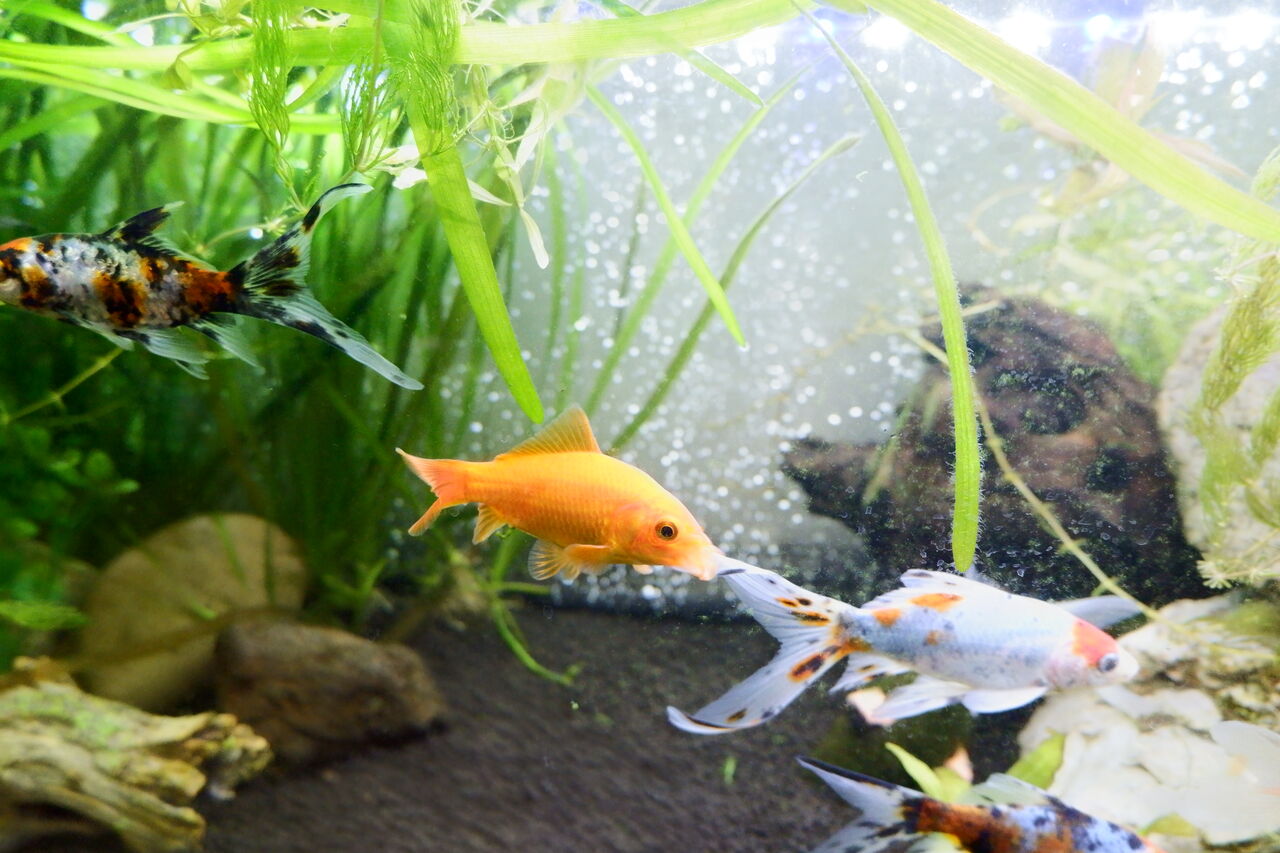 金魚紹介１ ボースケchのブログ