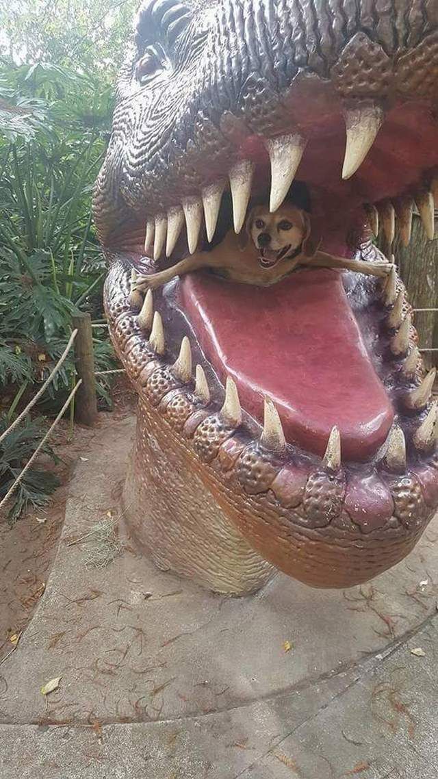 恐竜の子孫たるもの コメが無くとも